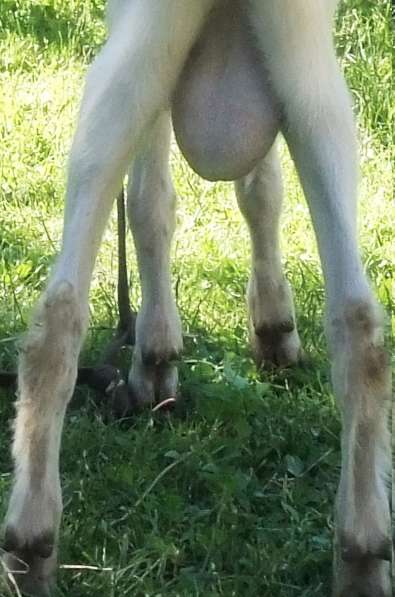 Чистопородные зааненские козлики в Голицыне фото 10