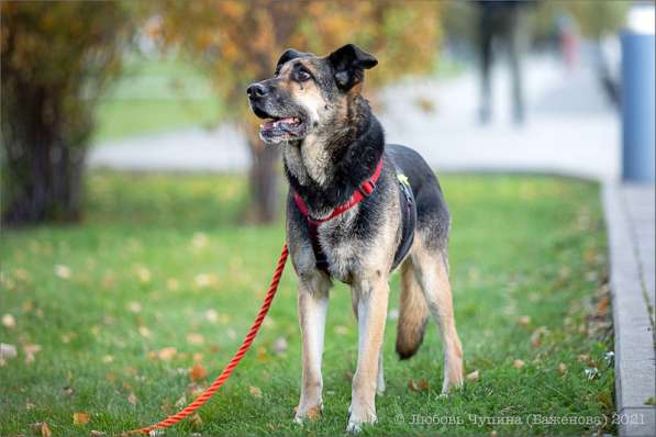 Ласка - дружелюбная, совершенно неконфликтная мудрая собака в Москве фото 19