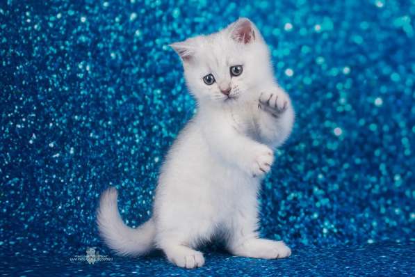 Котик Поль в Санкт-Петербурге фото 3