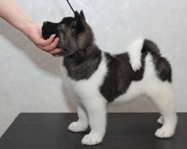 Щенки американская акита, с документами в Перми фото 7