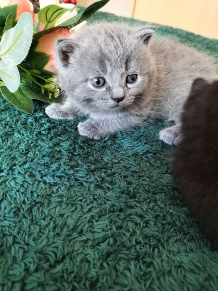 VENTA DE GATITOS в фото 10