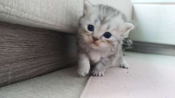 Шотландские котята в Воронеже фото 7
