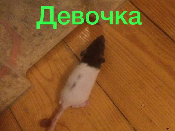 Крысята Дамбо капюшон в Кубинке фото 5