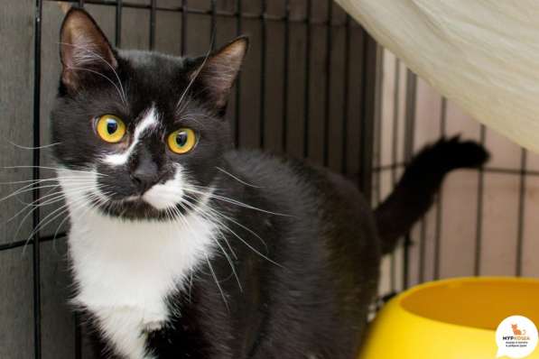 Кот Азор ищет дом