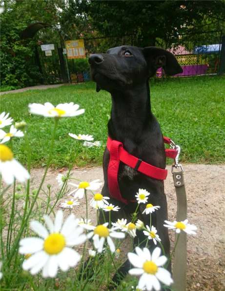 Ангел ищет семью в Москве фото 6