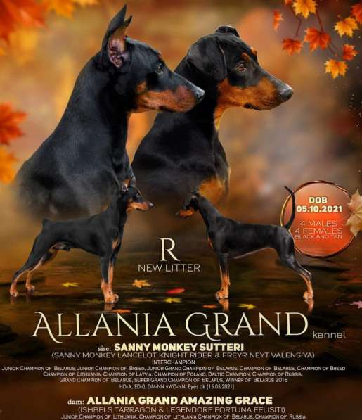 Щенки немецкого пинчера в 