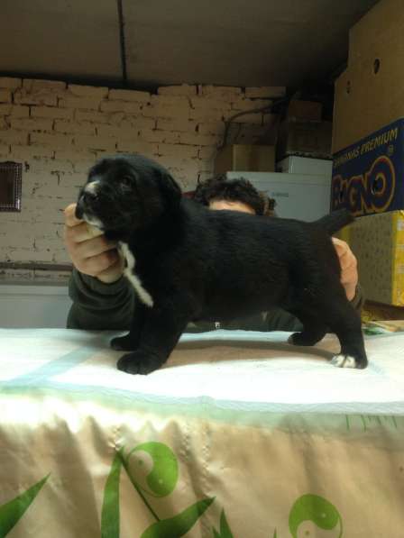 Щенки среднеазиатской овчарки-алабая в Крымске фото 7