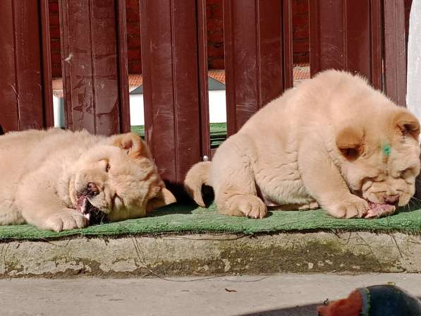 Щенки чау-чау в Краснодаре фото 16