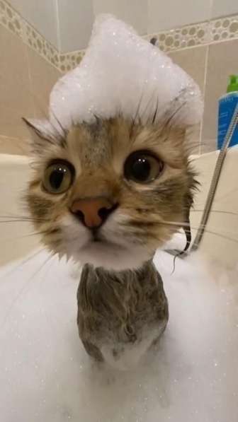 Мне нужно кота мальчик срочно