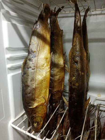 Рыба Муксун см-1450р. кг. хк.-1750р. кг в Сургуте
