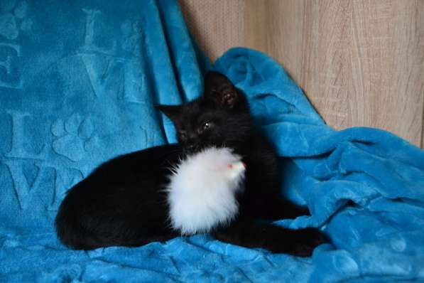 Маленькая охотница на игрушки в Санкт-Петербурге фото 10