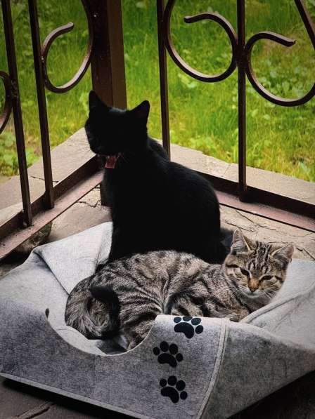 Ищут дом 2 чудесных котенка в Москве фото 7