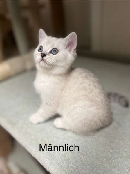 Reinrassige BKH Kitten mit blauen Augen в фото 18