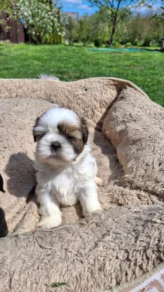 Чистокровные щенки Ши-Тцу в фото 19