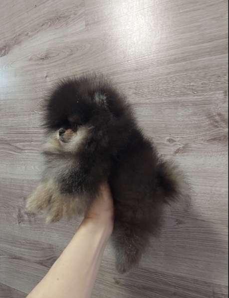 Pomeranian spitz. Mini girl в фото 3