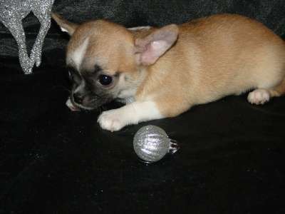 чишки-малыши и малышки в Санкт-Петербурге фото 6