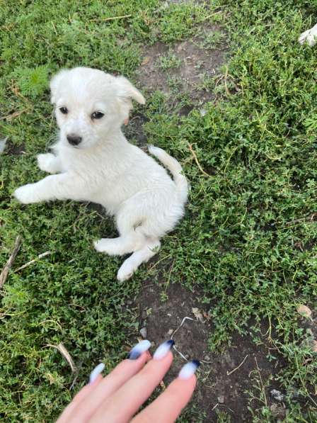 Продажа щенят