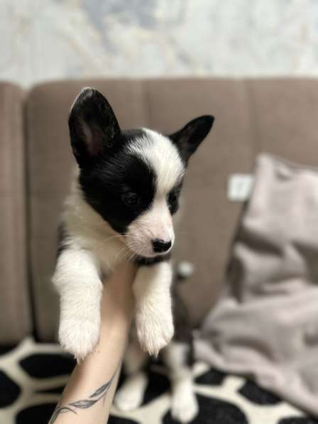 Корги кардиган в Павловском Посаде