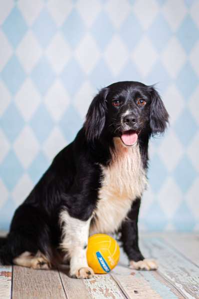 Черный спаниель Таис в добрые руки