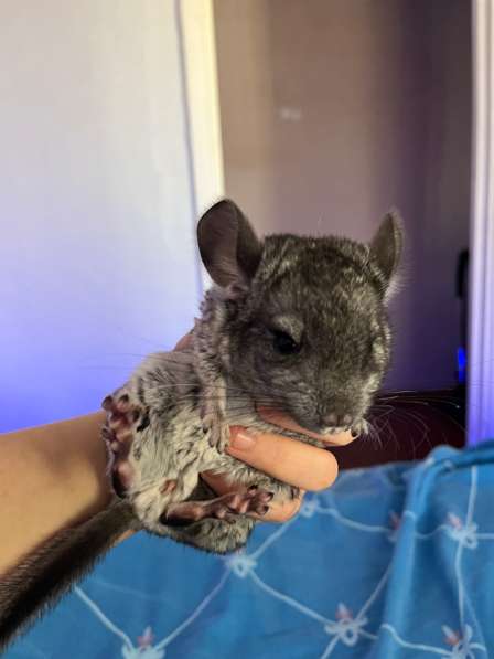 Продам шиншиллу в