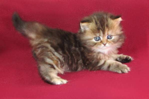Шотландские котята из питомника в Санкт-Петербурге фото 6
