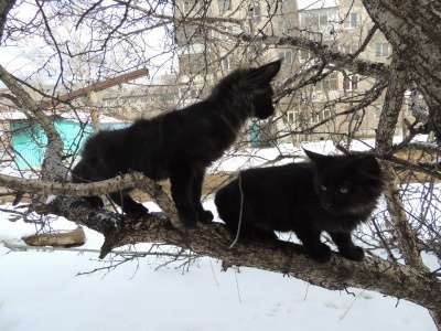 котята мейн-кун в Челябинске фото 9
