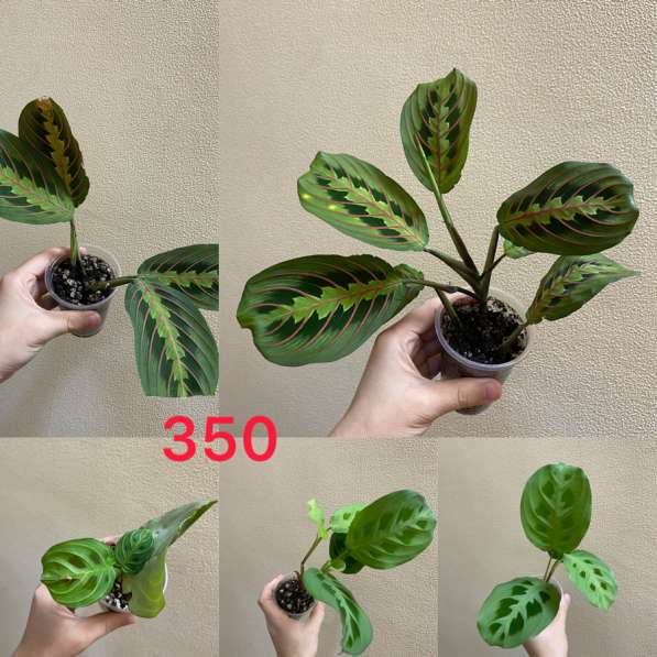 Комнатные растенияСо в Сочи фото 6