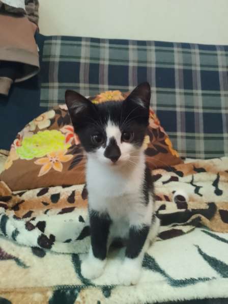 Отдаëм котëнка в добрые руки (мальчик 3 месяца)