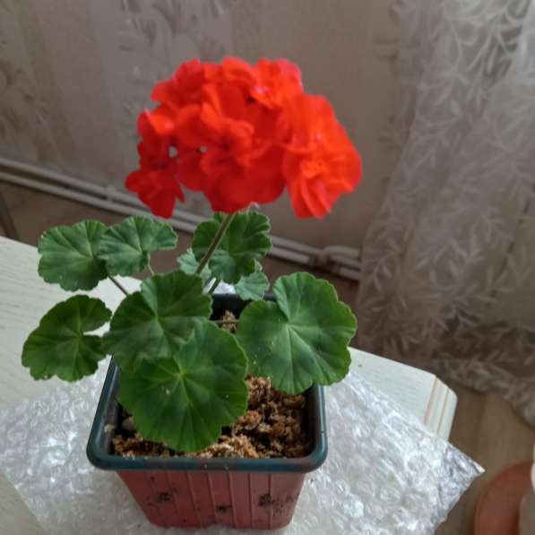 Комнатные растения цветы
