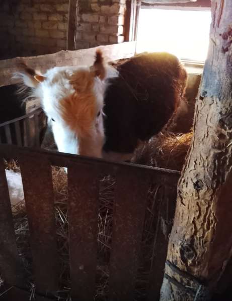 Продается телочка 8 месяцев