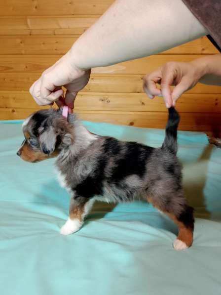 Щенок миниатюрной американской овчарки в Санкт-Петербурге фото 4