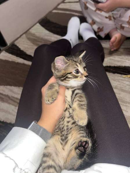 Котята в Кемерове фото 3