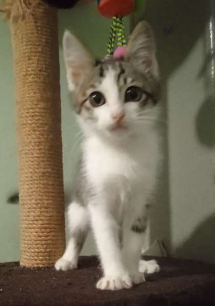 Котенок в добрые руки. Лео, добрейшая душа в Москве фото 5