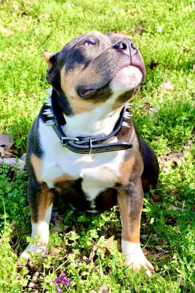 Породные щенки Американ Булли в фото 4