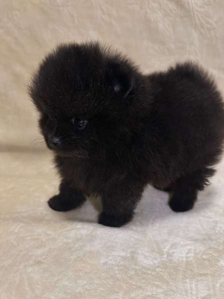 Померанский шпиц в фото 4