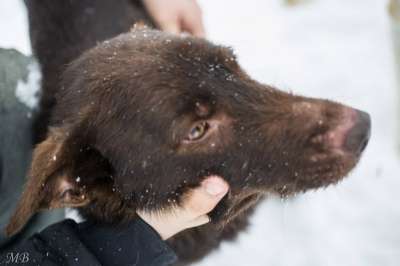 Отдам даром Сникерс-шоколадный пес в Челябинске фото 3