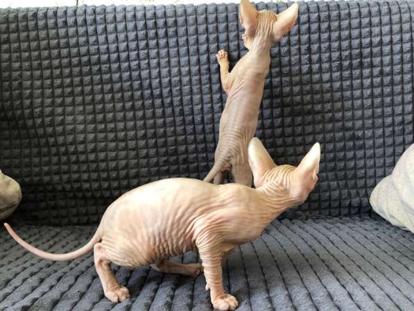 Донской сфинкс в Тюмени