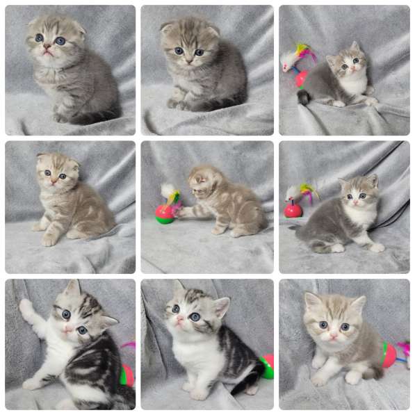 Шотландские котята (Scottish Fold и Straight) ищут заботливы