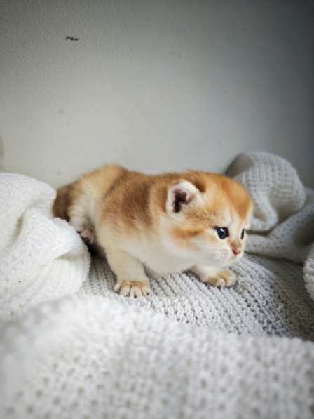 Британские котята в окрасе золотая шиншилла в фото 4