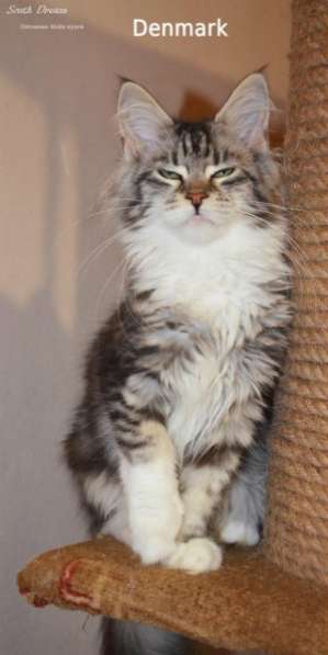 Котята породы Мейн-кун. в Армавире фото 3