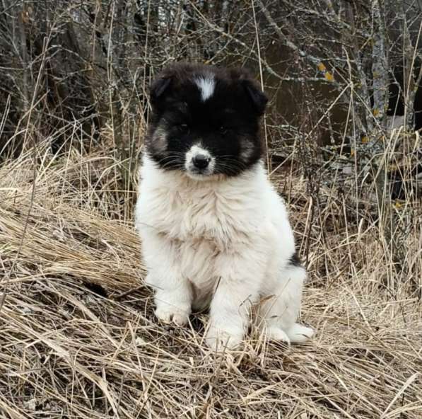 Маленькая Мотя ищет дом