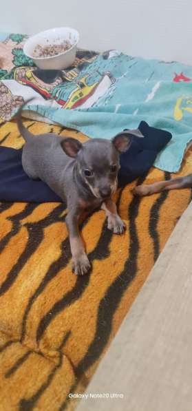 Дети той терьера в Санкт-Петербурге фото 4