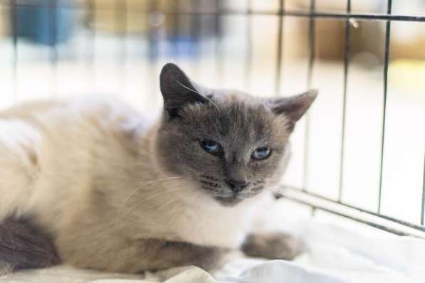 Невероятная красавица Агата в добрые руки в Москве фото 6