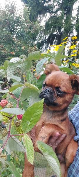 Пти Брабансоны, мальчик