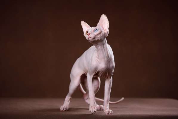 Питомник Эльфов, бамбино, Двэльфов, сфинксов в Находке фото 12