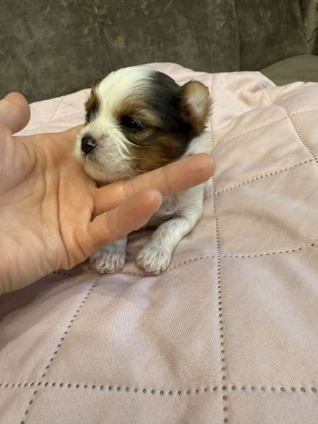 Йоркширский терьер цветной в Сургуте фото 7