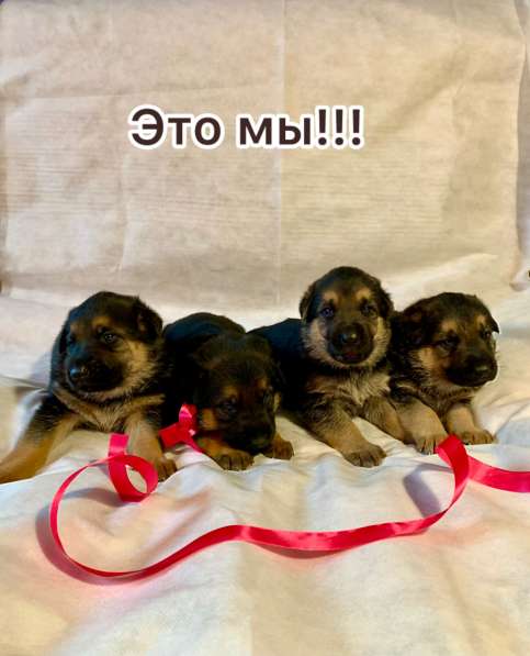 Продажа немочек щенят ! в Прокопьевске фото 6