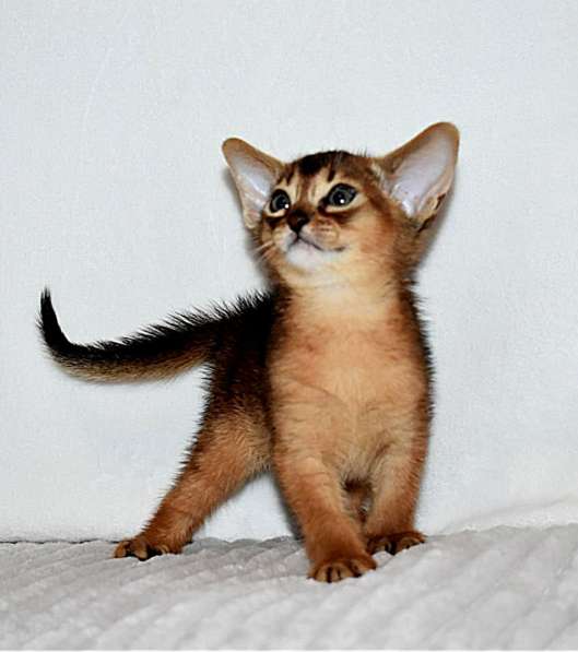 Абиссинские котята в Москве фото 14