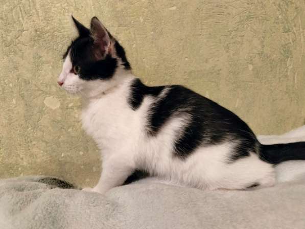 Котенок-девочка Шанти в добрые руки в Москве фото 4