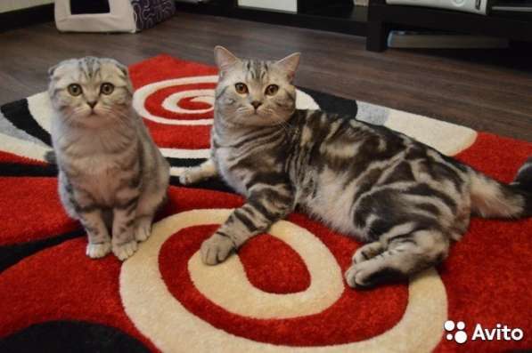 Вязка с британским котом в Костроме